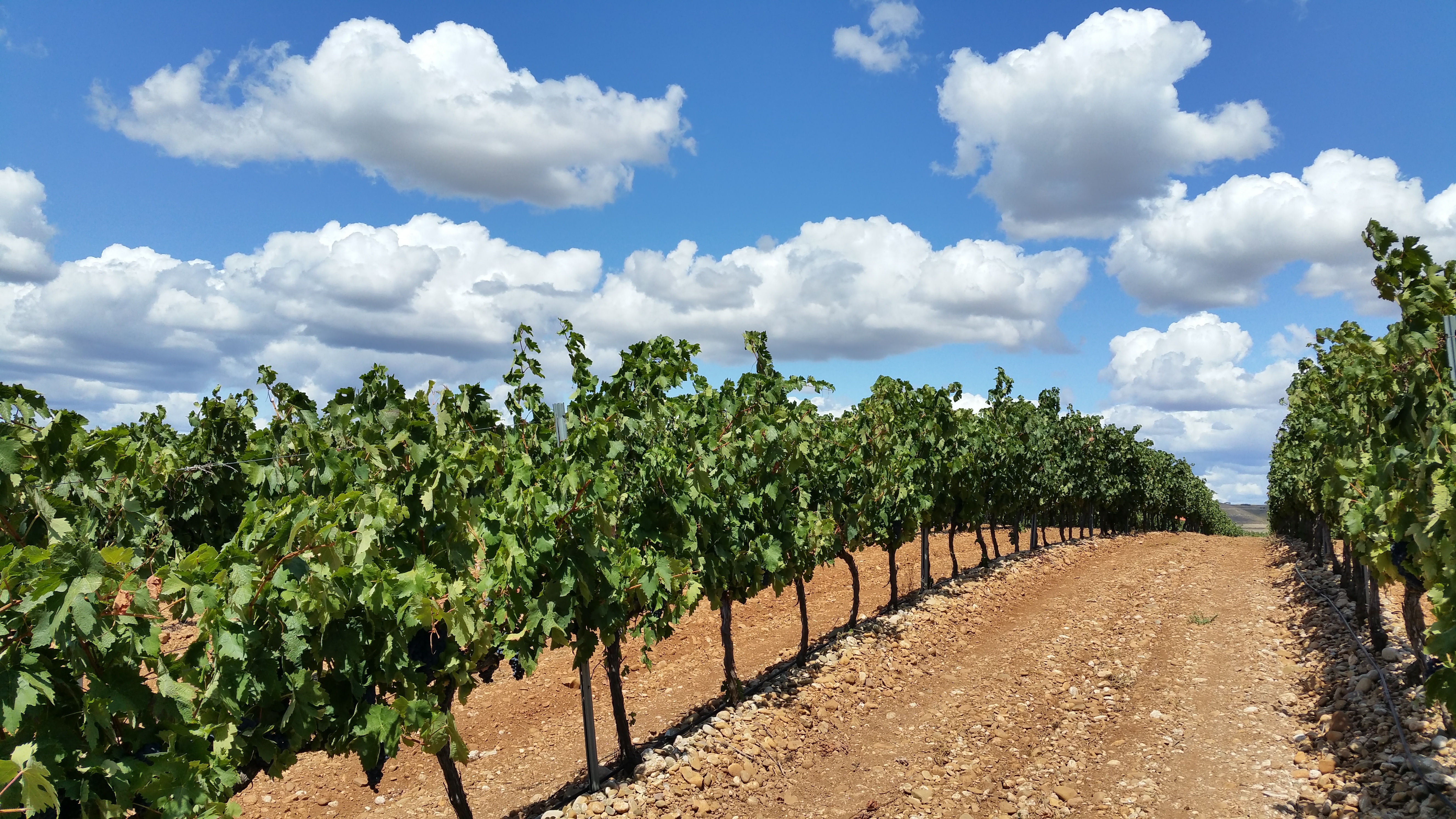 Terreno agricolo ideale per azienda agricola