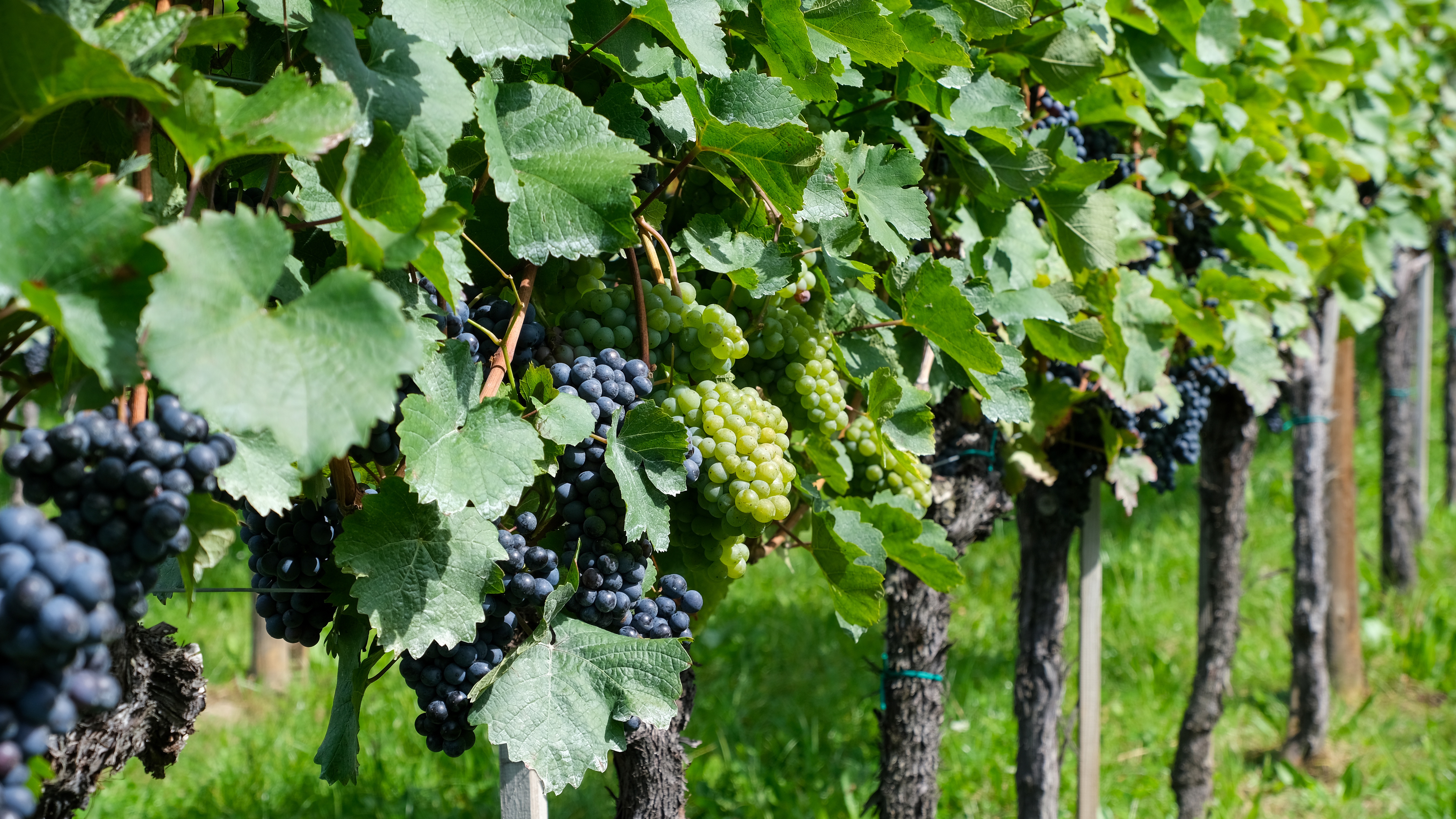 Terreno agricolo in corpo unico